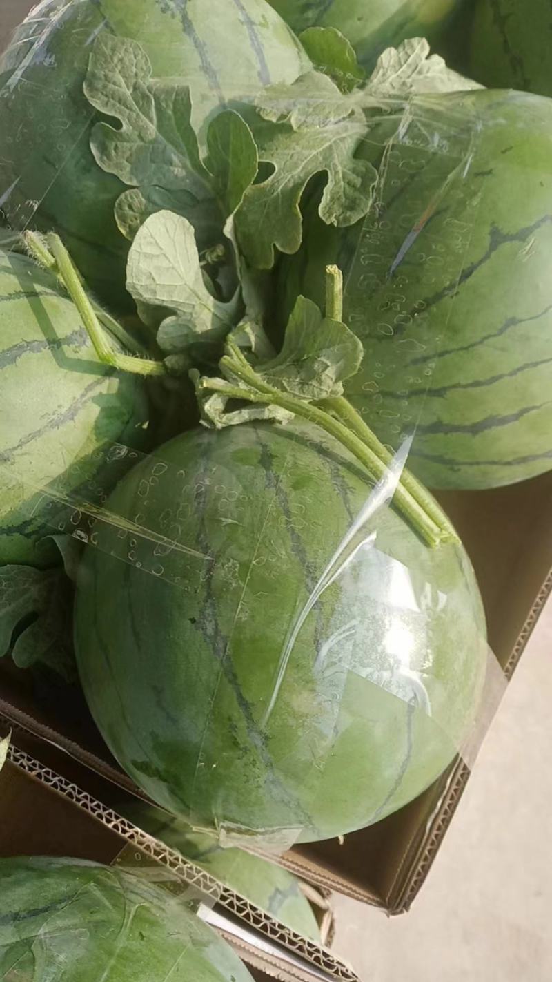 【精品】河南安阳滑县大量美都西瓜预售上市，欢迎咨询