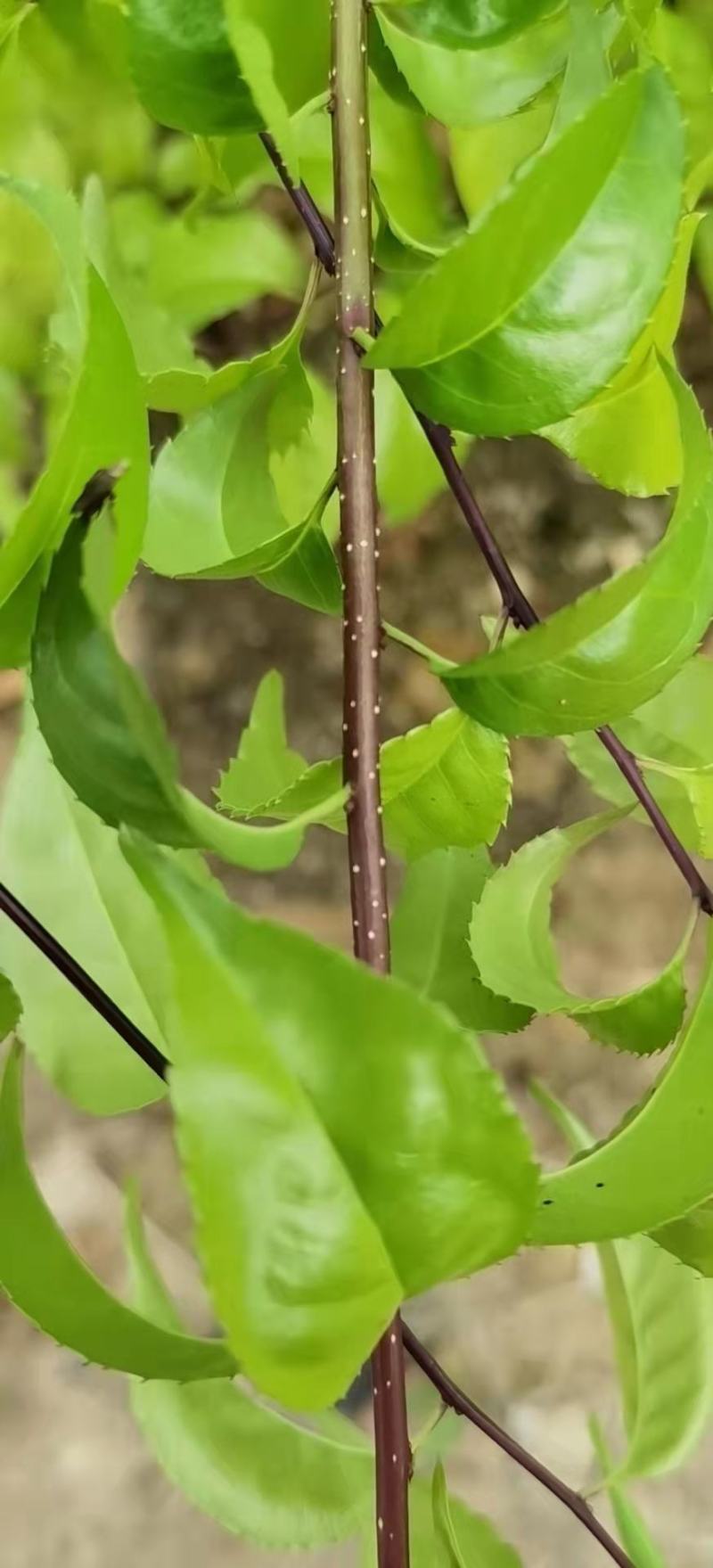 岗梅苗，称星木