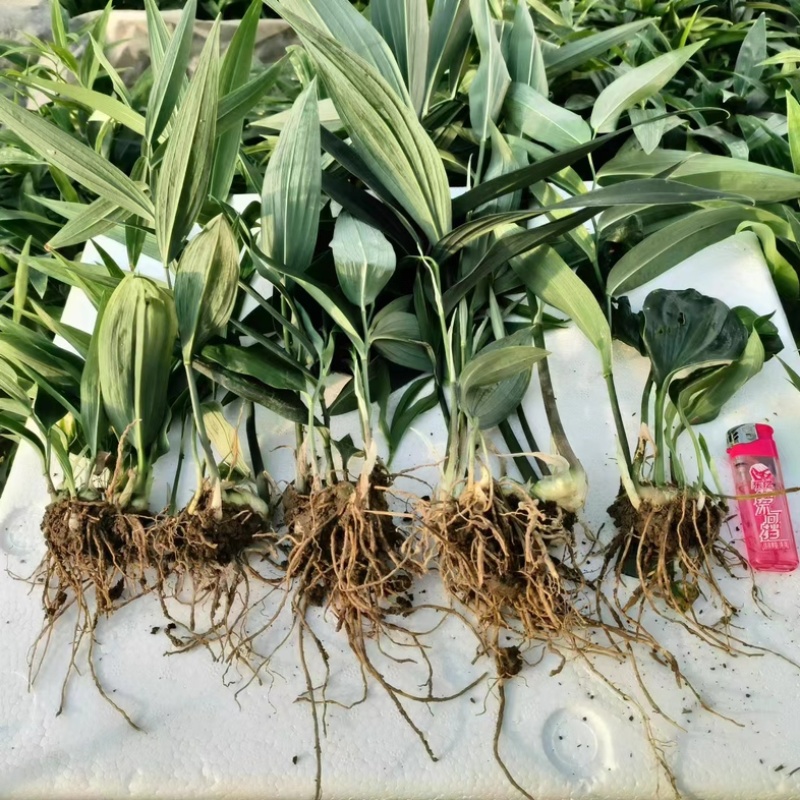 黄精苗