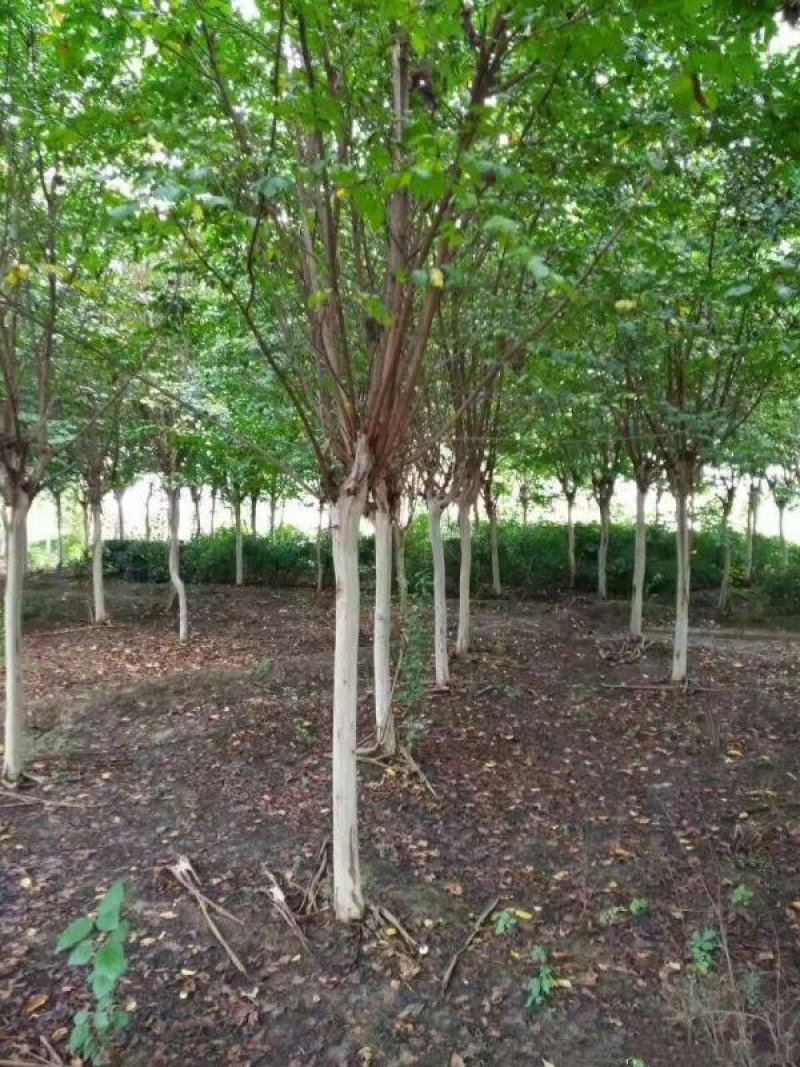 紫薇小苗