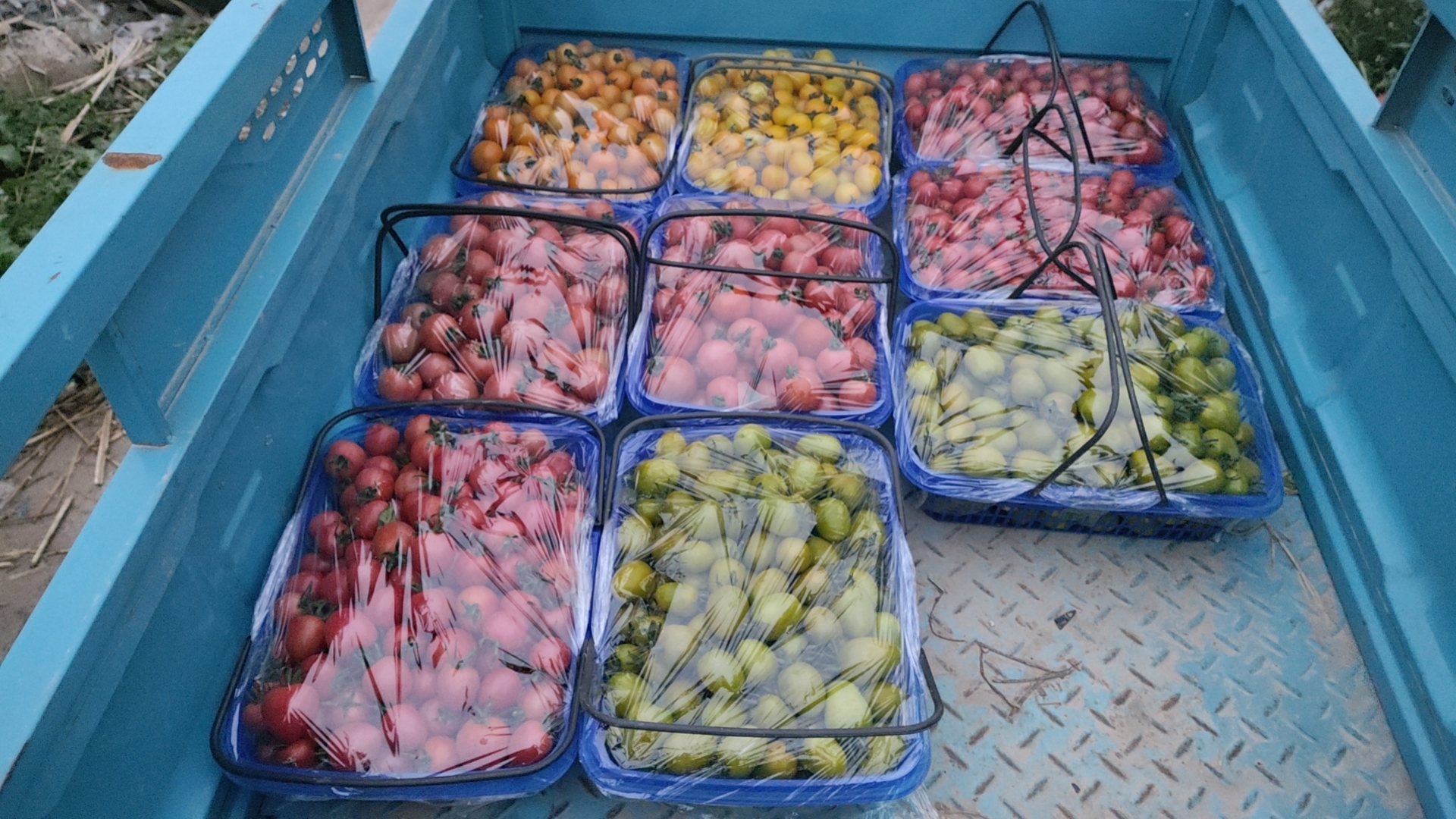 青圣女果烹饪场景