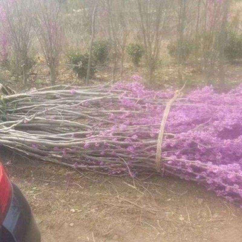 紫荆树