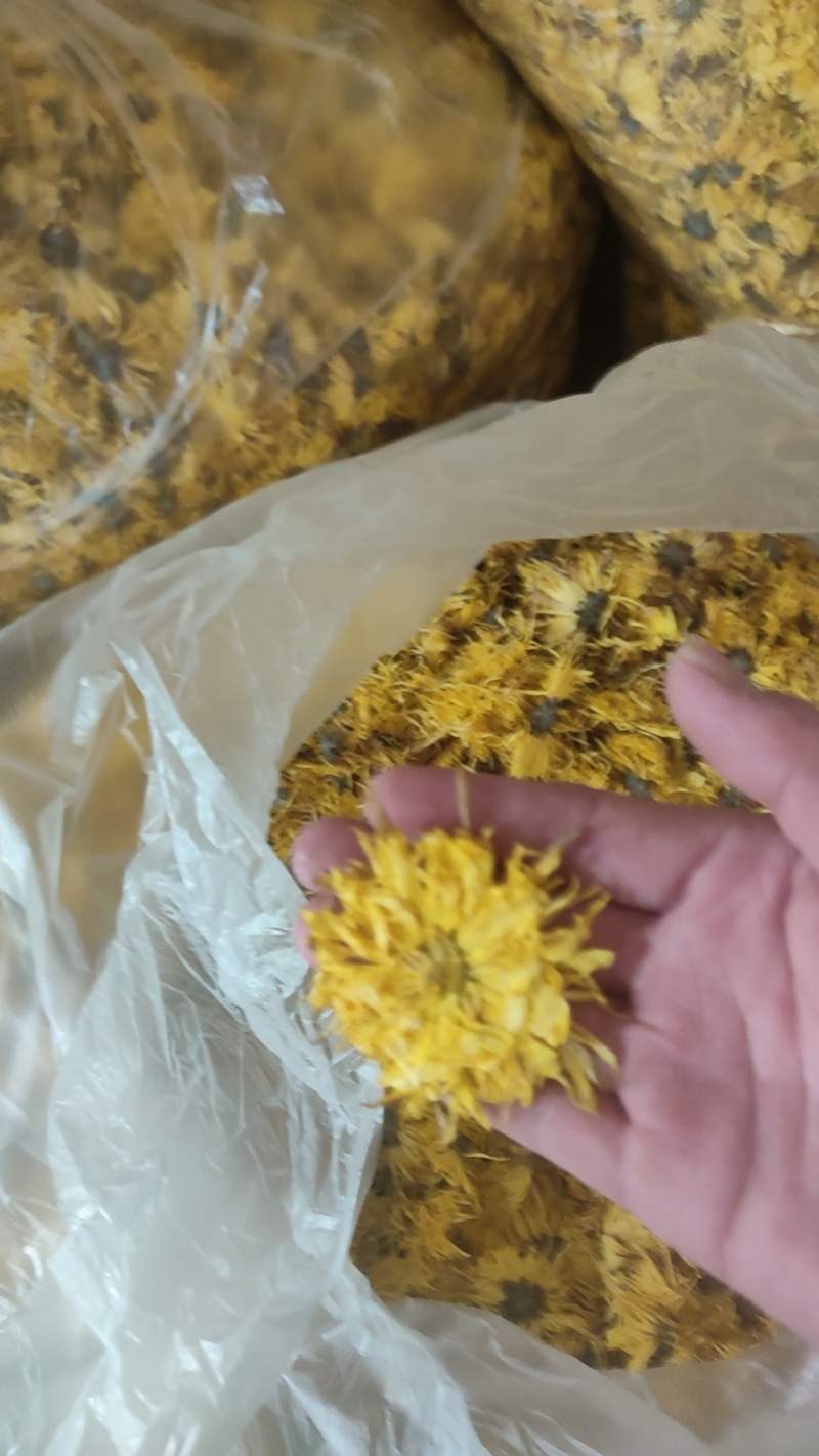 友谊金丝皇菊‘
