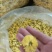 友谊金丝皇菊‘