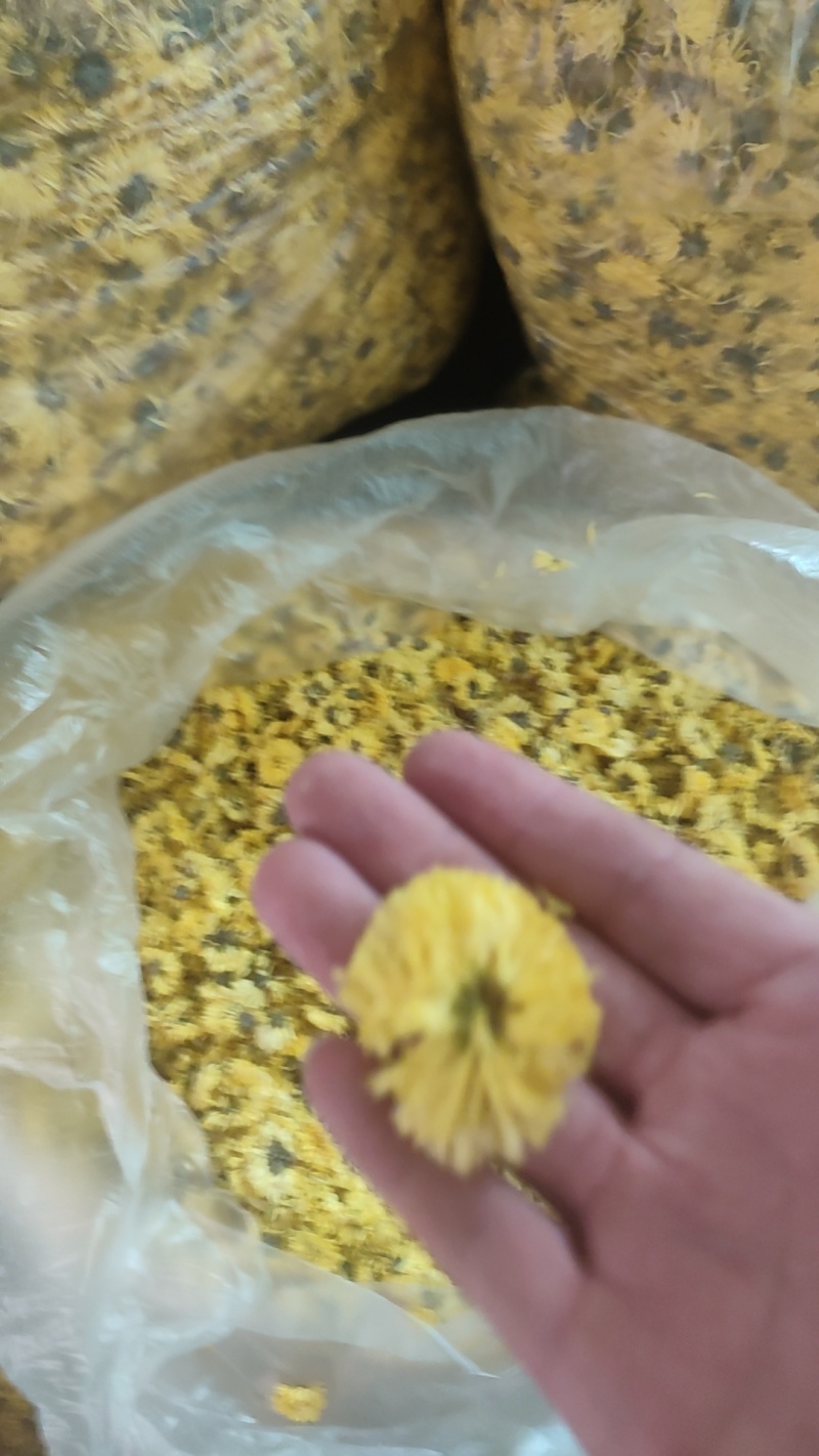 友谊金丝皇菊‘