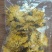 友谊金丝皇菊‘