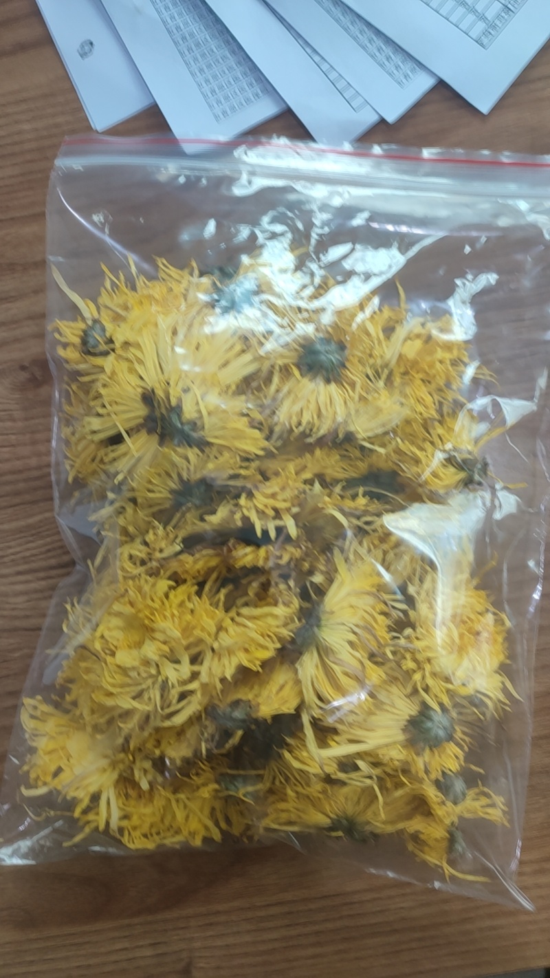 友谊金丝皇菊‘