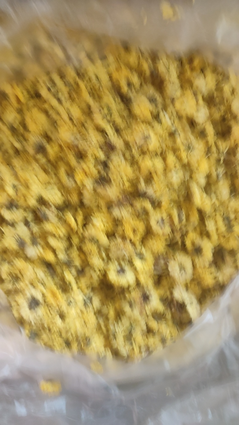 友谊金丝皇菊‘