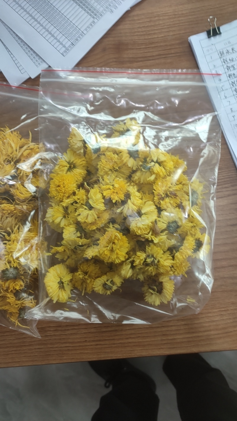友谊金丝皇菊‘