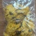 友谊金丝皇菊‘