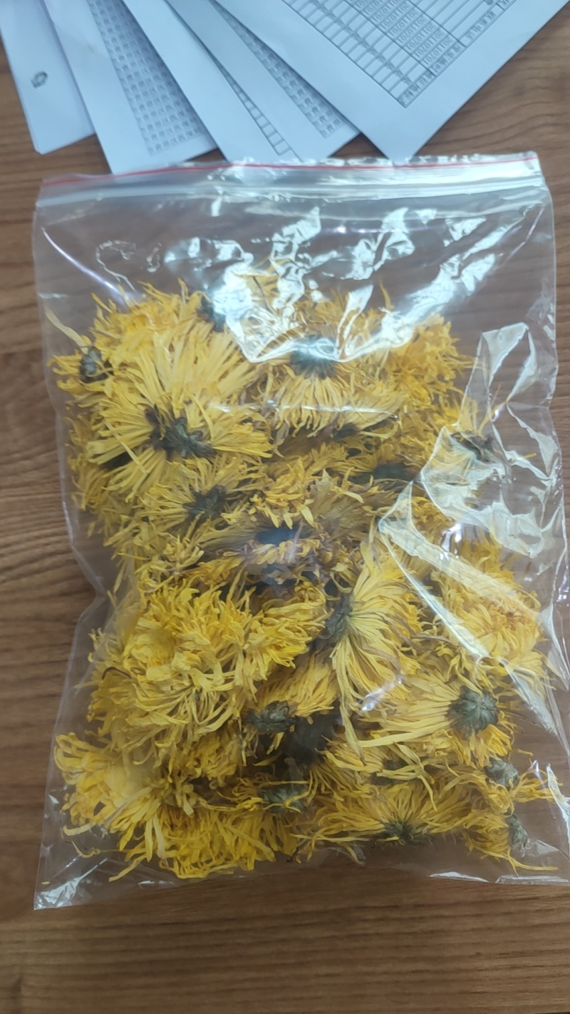 友谊金丝皇菊‘