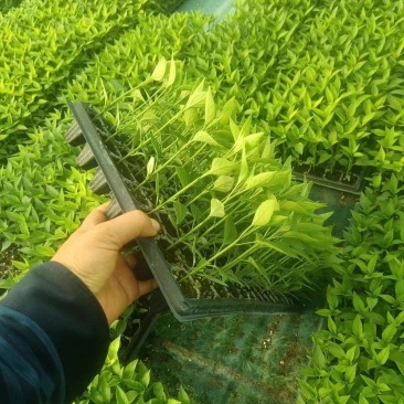 朝天椒.香辣.美人椒苗产地直发，成活率高，需要的老板联系