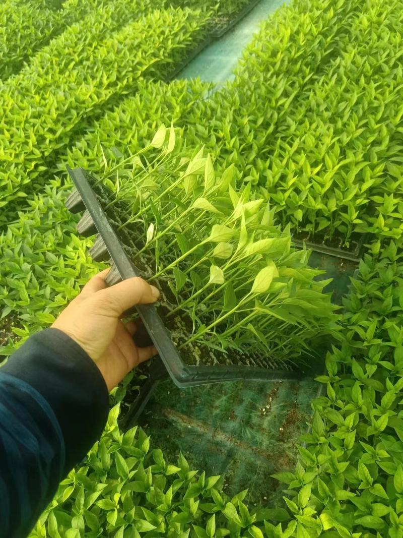 朝天椒.香辣.美人椒苗产地直发，成活率高，需要的老板联系