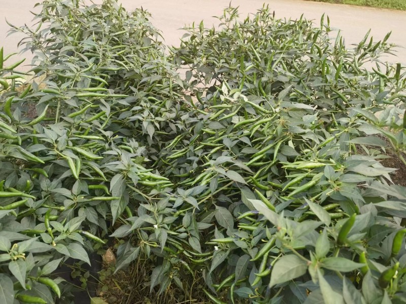 朝天椒.香辣.美人椒苗产地直发，成活率高，需要的老板联系