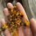 雪菊昆山雪菊实物拍摄！发货如图！保庆药业批发雪菊
