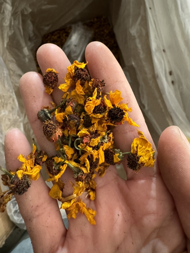 雪菊昆山雪菊实物拍摄！发货如图！保庆药业批发雪菊