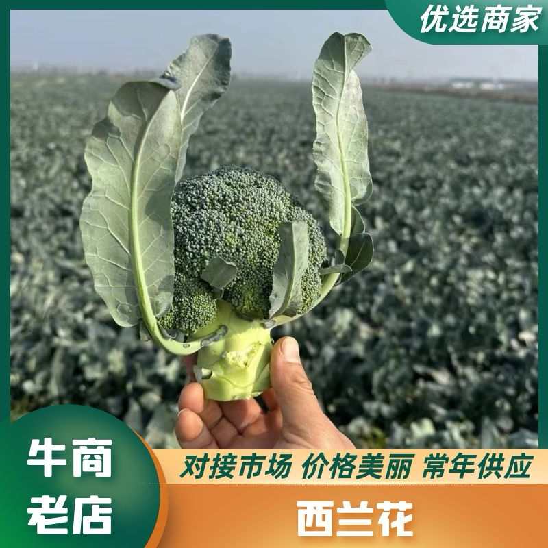 精选西兰花，产地直供，欢迎各大商超市场电商来电咨询