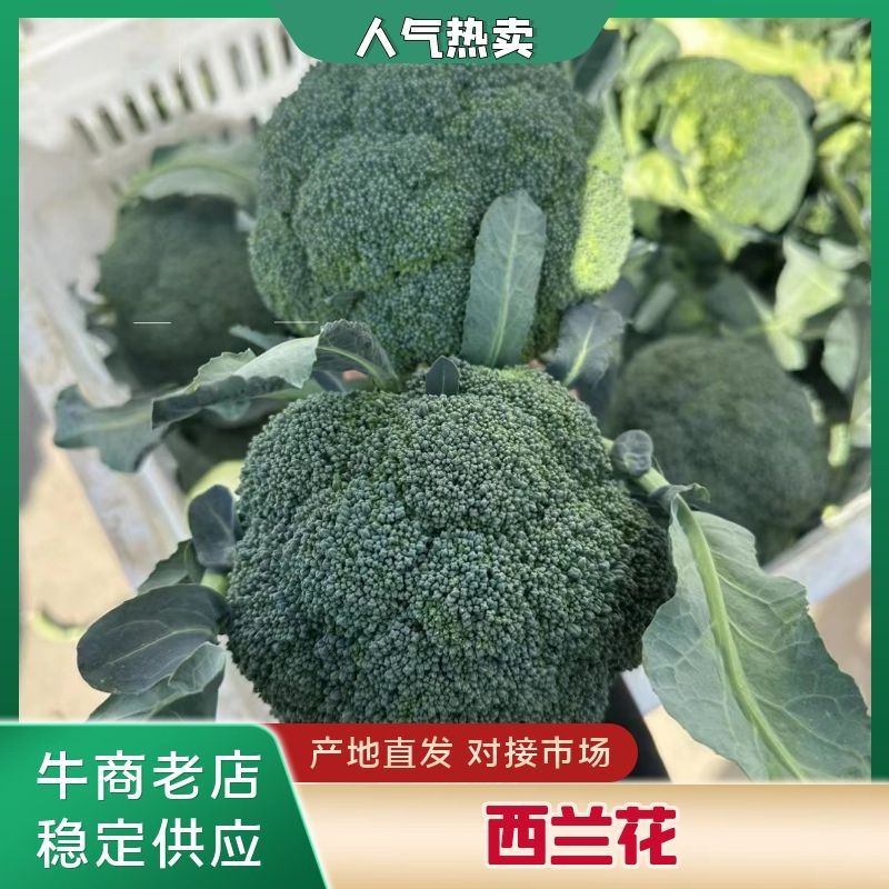 精选西兰花，产地直供，欢迎各大商超市场电商来电咨询