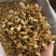玳玳花代代花茶正品玳玳花货不对板直接退非柚子花