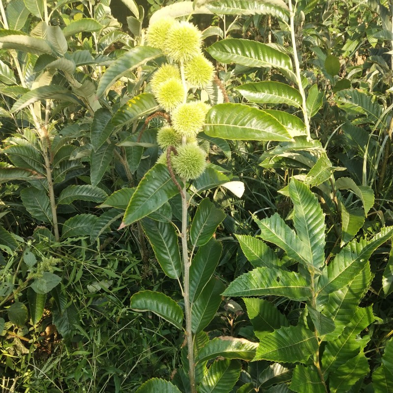 早熟板栗早熟板栗苗批发实生板栗苗嫁接板栗苗供应