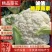 热卖精选菜花松花菜有机花菜产地直供各大商超市场电商来电