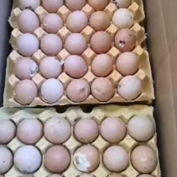 14天活珠子毛蛋照蛋粉红皮货源量大从优欢迎咨询