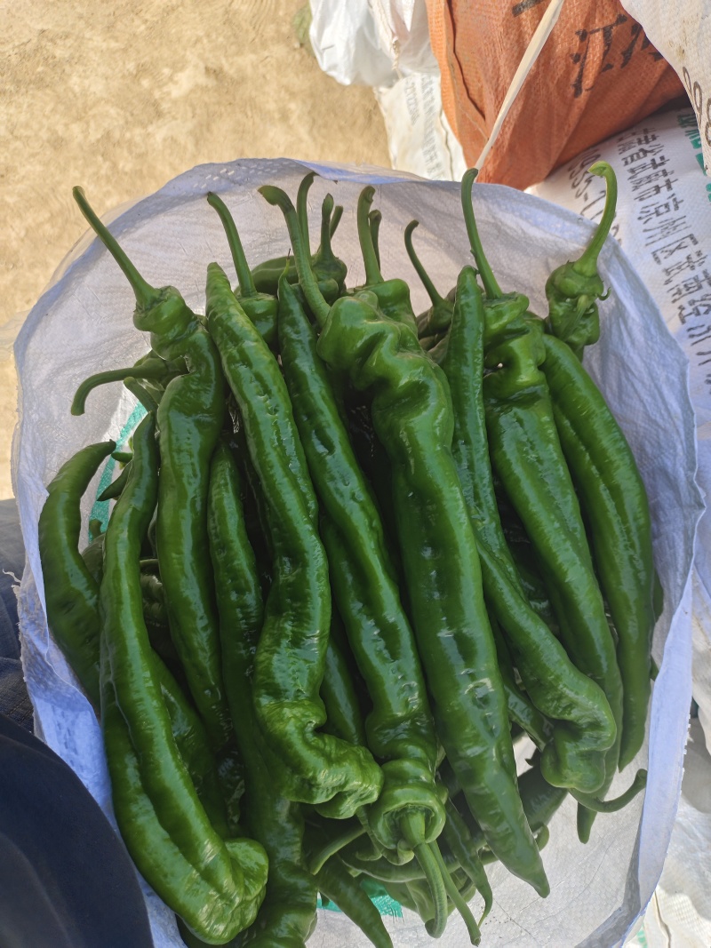 甘肃省平凉精品螺丝椒，陇椒，现摘现发，诚信经营，质量保证