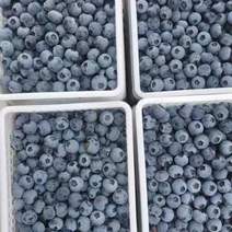 精品蓝莓，优瑞卡，f6，h5，l5，口感香甜，对接商超电