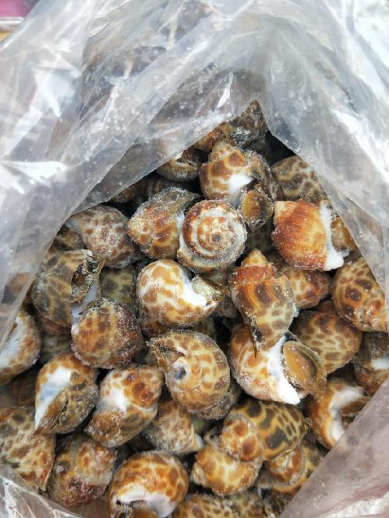 花螺鲜活速冻无泥无沙海螺捞汁小海鲜盐焗花螺