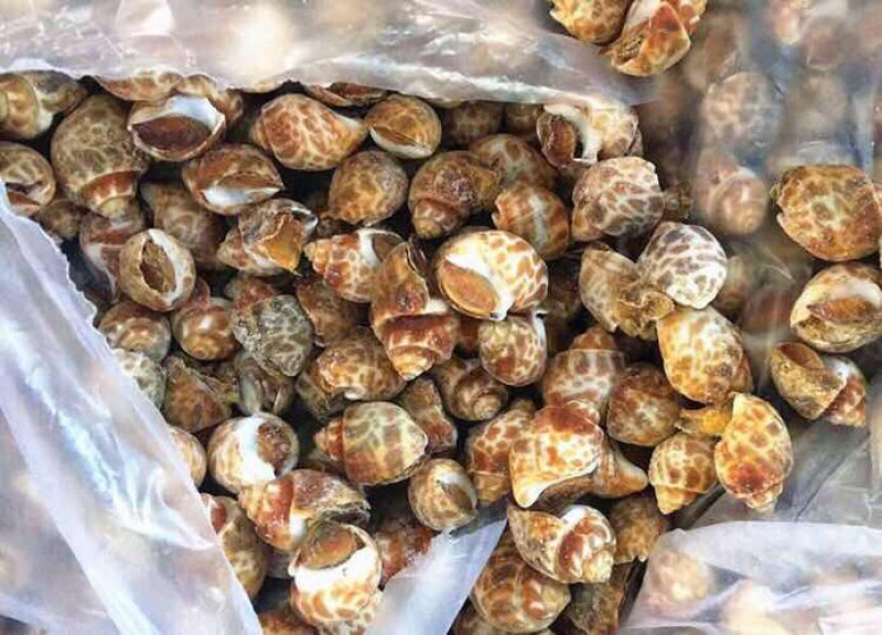 花螺鲜活速冻无泥无沙海螺捞汁小海鲜盐焗花螺