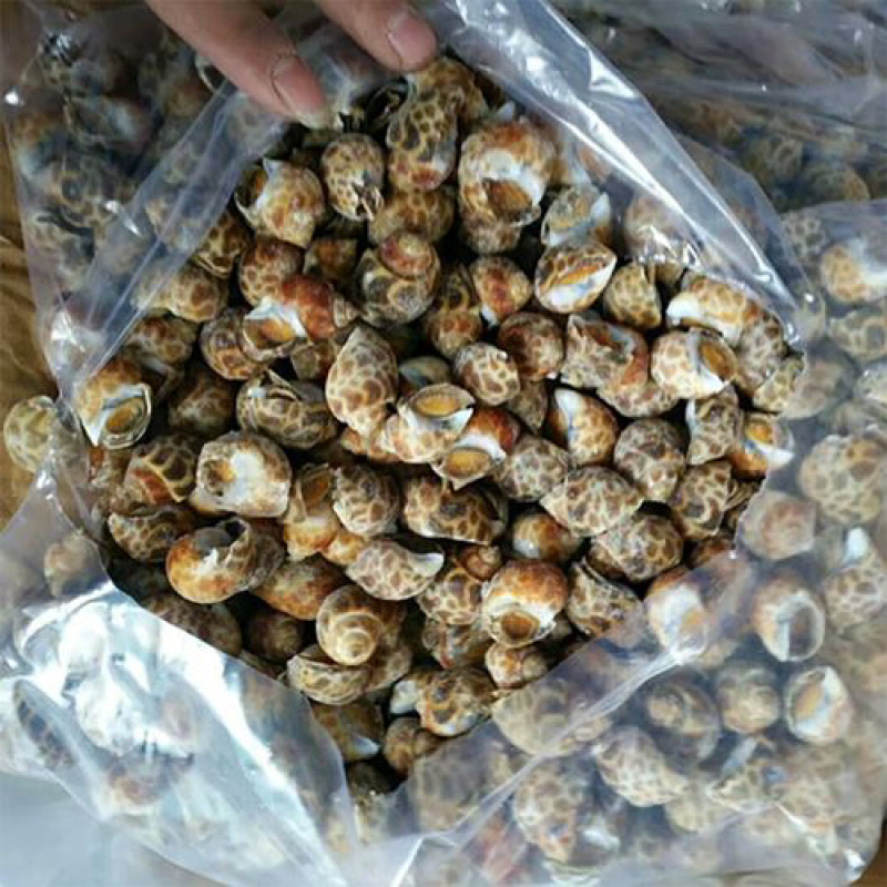 花螺鲜活速冻无泥无沙海螺捞汁小海鲜盐焗花螺