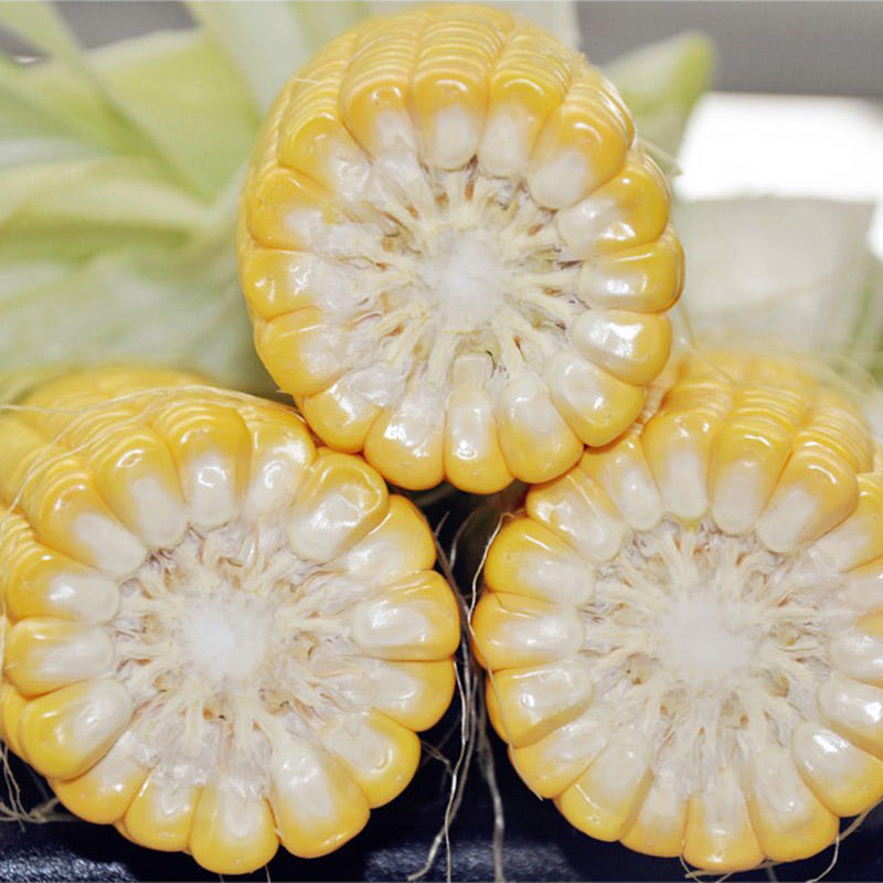 美珍206水果玉米种子，大棒纯黄，皮薄无渣，甜度高