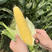 美珍206水果玉米种子，大棒纯黄，皮薄无渣，甜度高