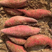 【西瓜红】广东万亩红薯大量供应基地直发品质保证全国代发