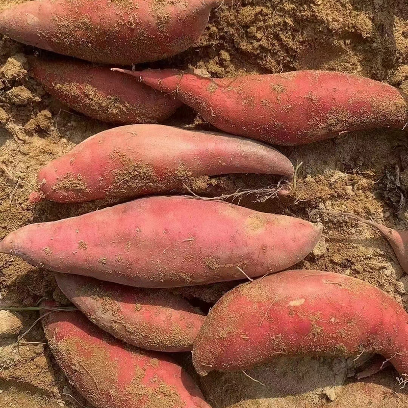 【西瓜红】广东万亩红薯大量供应基地直发品质保证全国代发
