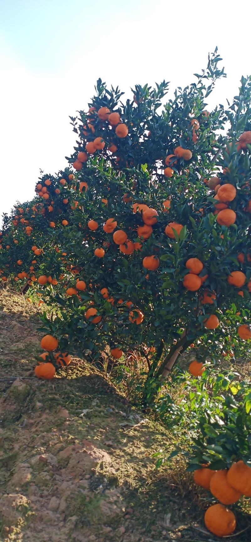 云南建水精品芦柑大量上市，基地实拍，看上的老板速联系！