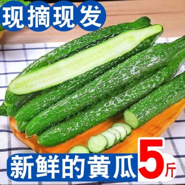 【超级福利】黄瓜新鲜一整箱带刺小黄瓜脆甜可生吃新鲜小青瓜
