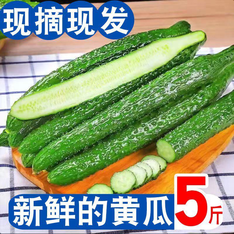 【超级福利】黄瓜新鲜一整箱带刺小黄瓜脆甜可生吃新鲜小青瓜