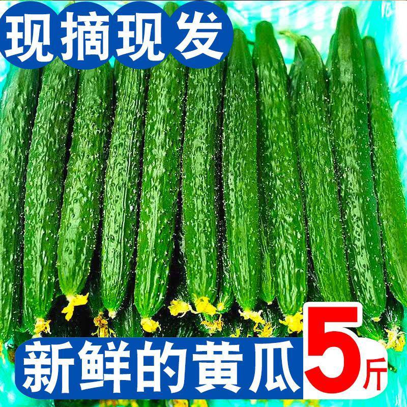 【超级福利】黄瓜新鲜一整箱带刺小黄瓜脆甜可生吃新鲜小青瓜