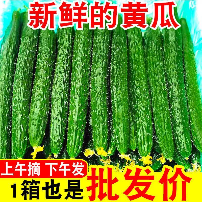 【超级福利】黄瓜新鲜一整箱带刺小黄瓜脆甜可生吃新鲜小青瓜