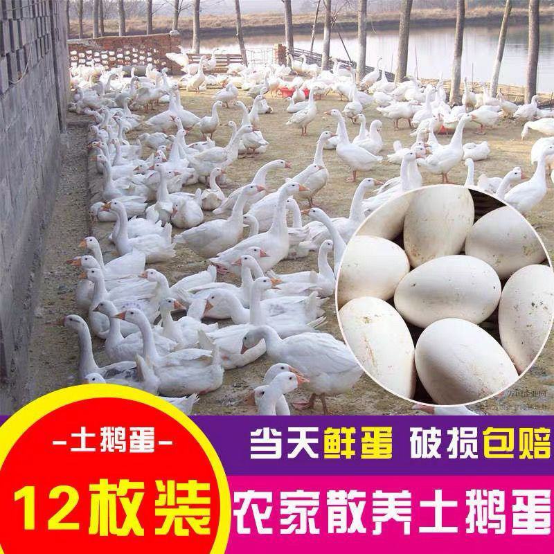 新鲜鹅蛋微山湖农家散养孕妇生鹅蛋土鹅蛋现捡现发整箱土鹅蛋