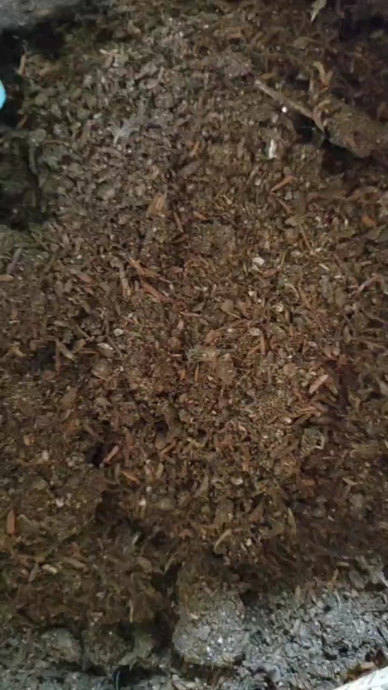 自然风干稻壳鸡粪包满质量好养鸡场直供全国发货