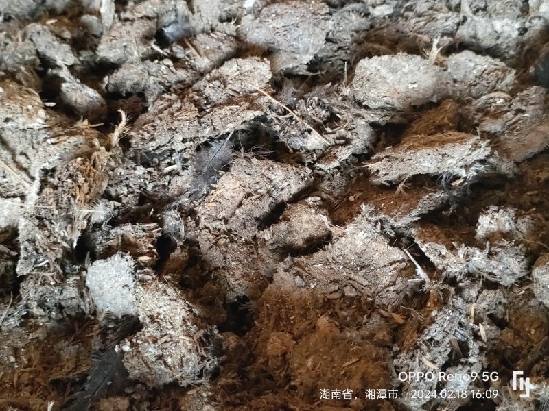 自然风干稻壳鸡粪包满质量好养鸡场直供全国发货
