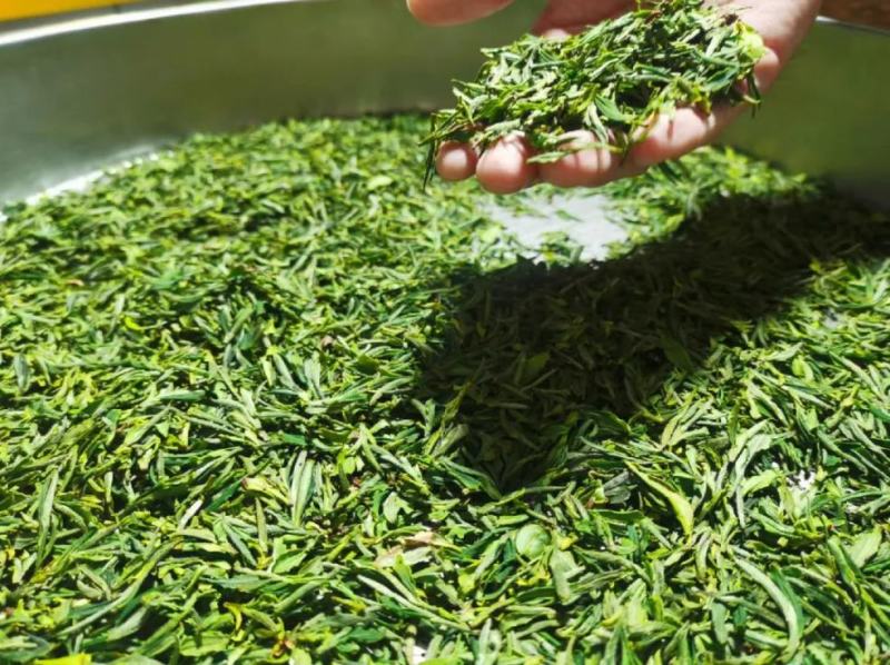 自家茶园绿茶，明前明后碧螺春、白茶、炒青、翠眉、特炒等，