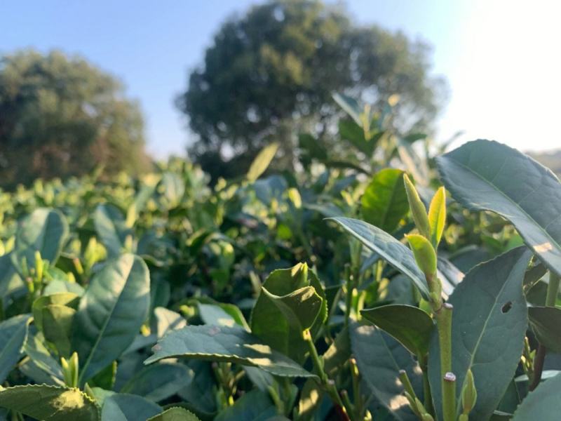 自家茶园绿茶，明前明后碧螺春、白茶、炒青、翠眉、特炒等，