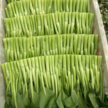 菜心