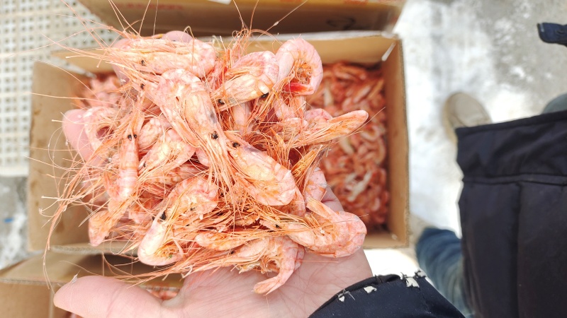 红虾大量有货全国通发产地直销一手货源