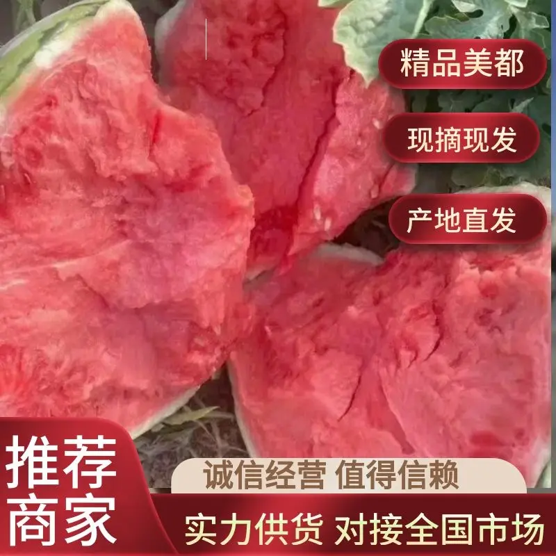 【牛商推荐】广东雷州美都麒麟西瓜，产地直发，货源足口感好