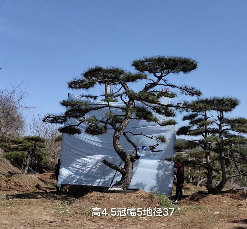 大型古松，精品造型黑松，大规格造型松