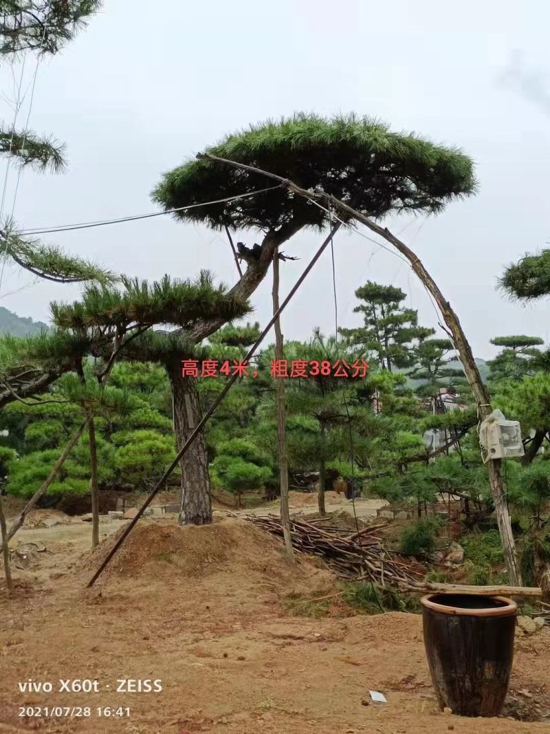 大型古松，精品造型黑松，大规格造型松